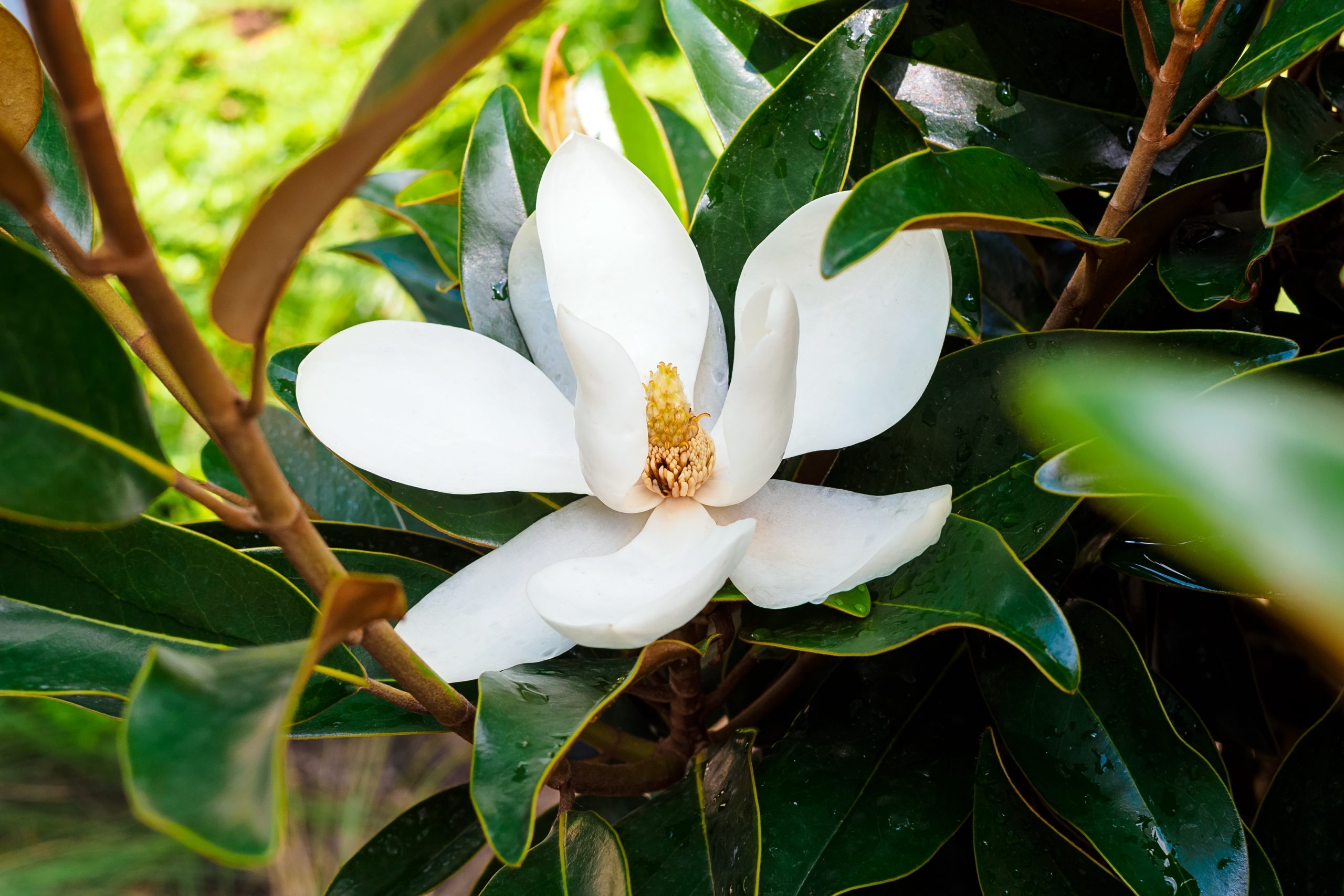 A Guide to the Best Plants for Your North Georgia Luxury Home